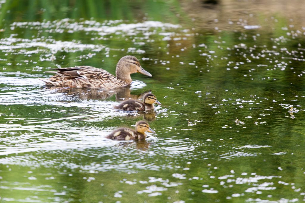 ducks-Honest Mum