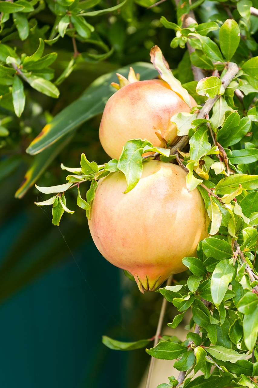 pomegranates on a tree-Honest Mum