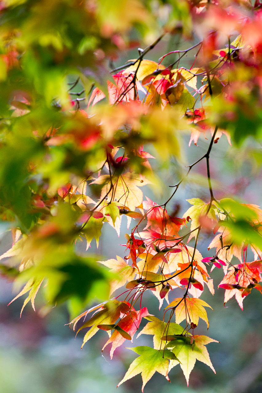 Autumnal leaves-Honest Mum
