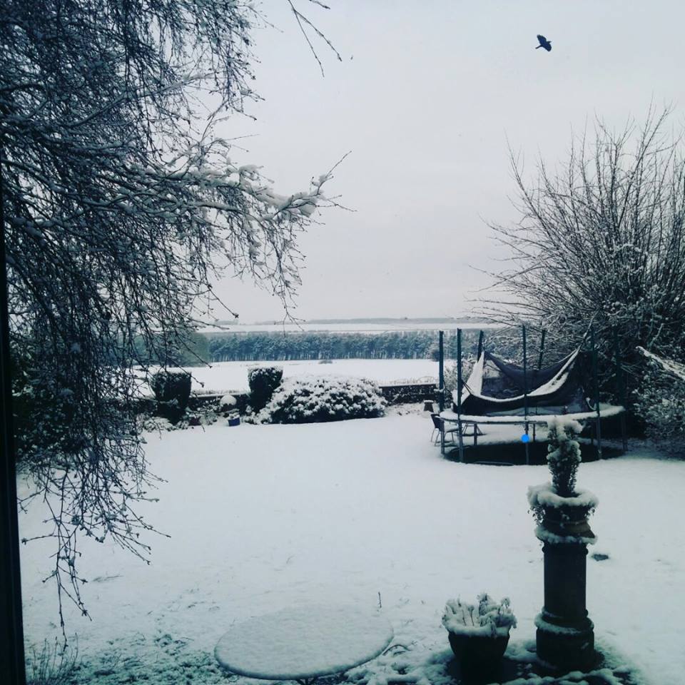Snowy garden in yorkshire 