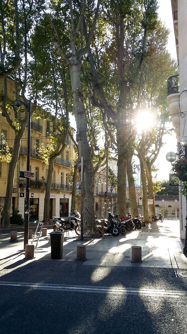 a row of motorbikes in Avignon as the sun streams through the trees