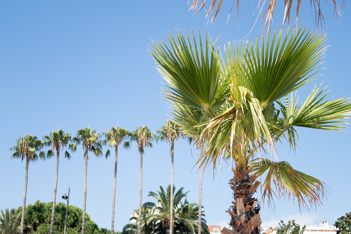 palm trees in Cannes