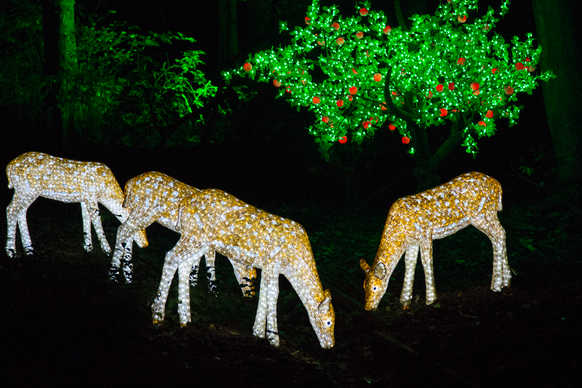 twinkling deer at Stockeld Park