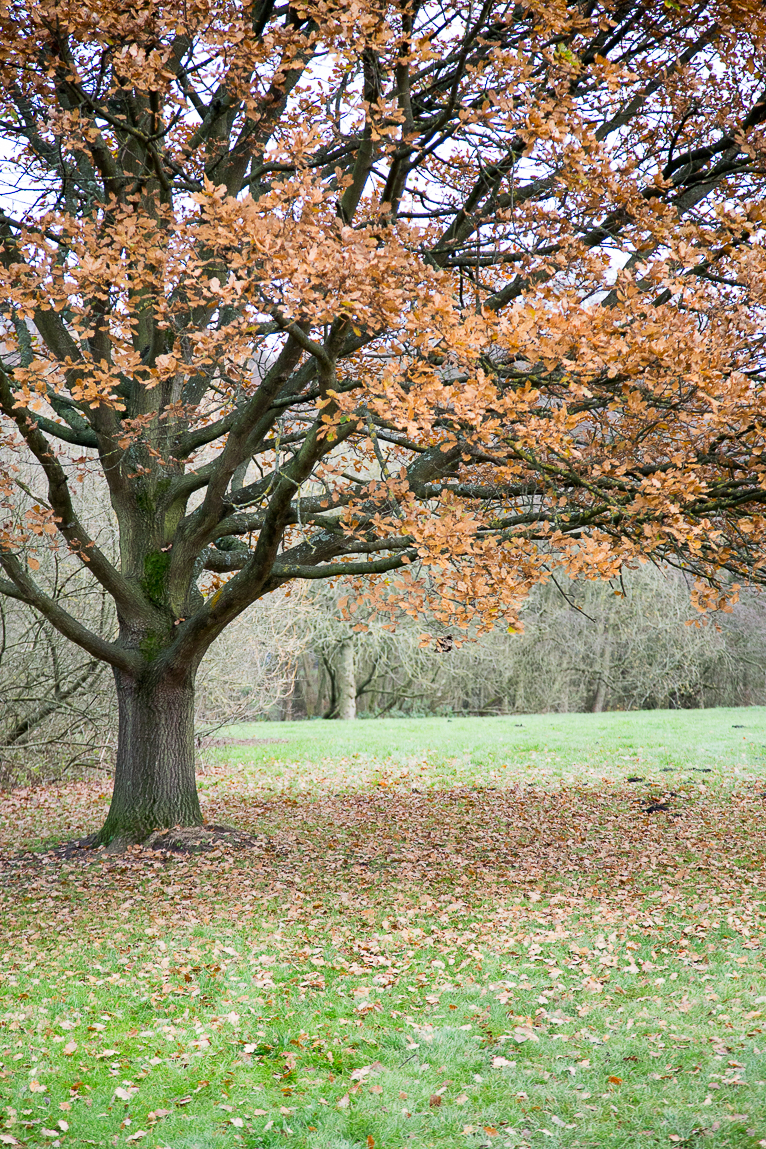 beautiful autumnal tree