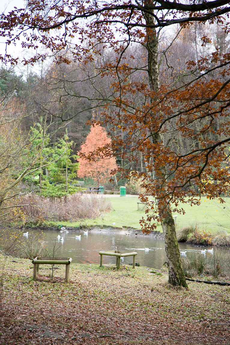 lake with Autumnal trees in Leeds