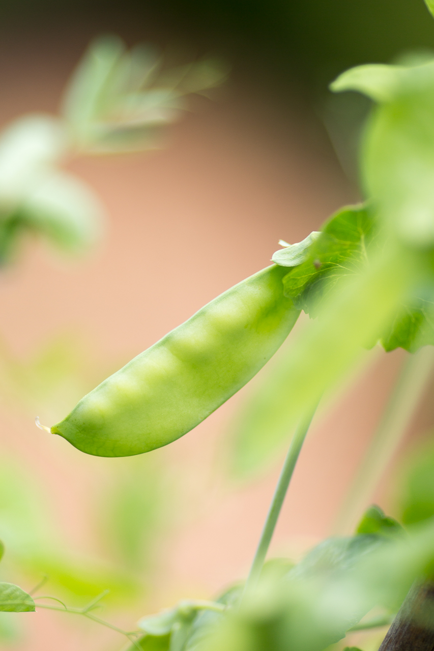 growing sugar snap peas