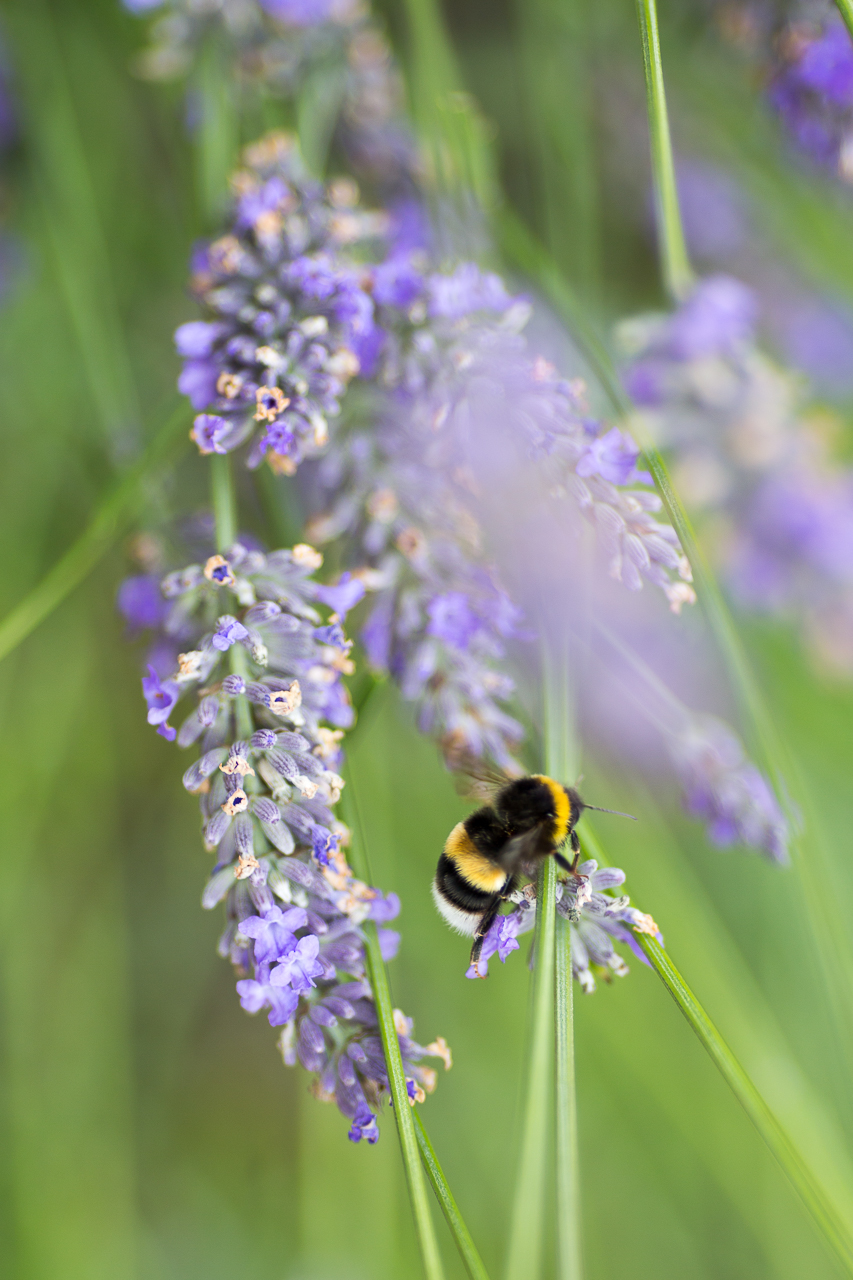 bee with purple flowers