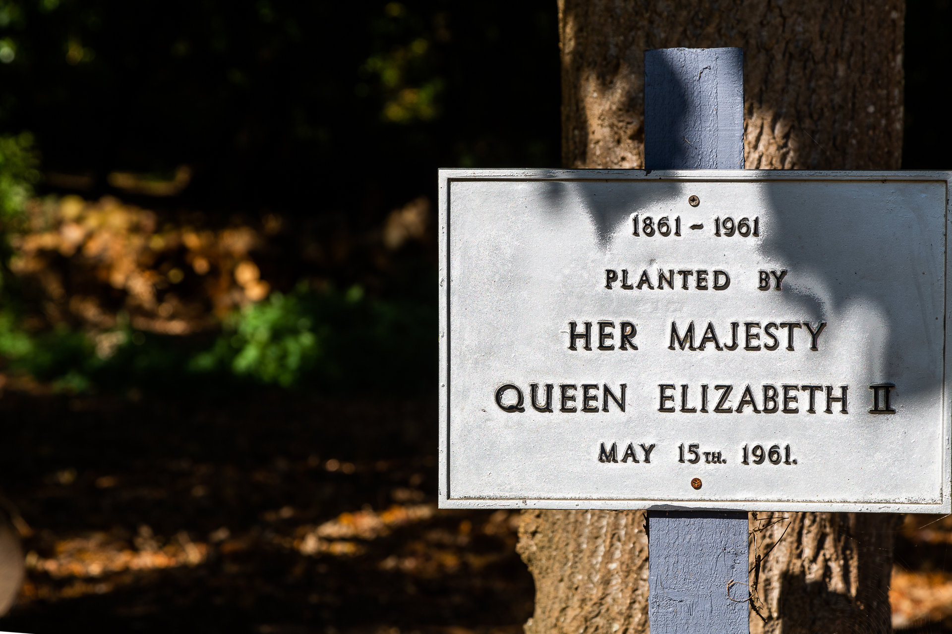 tree planted by the Queen