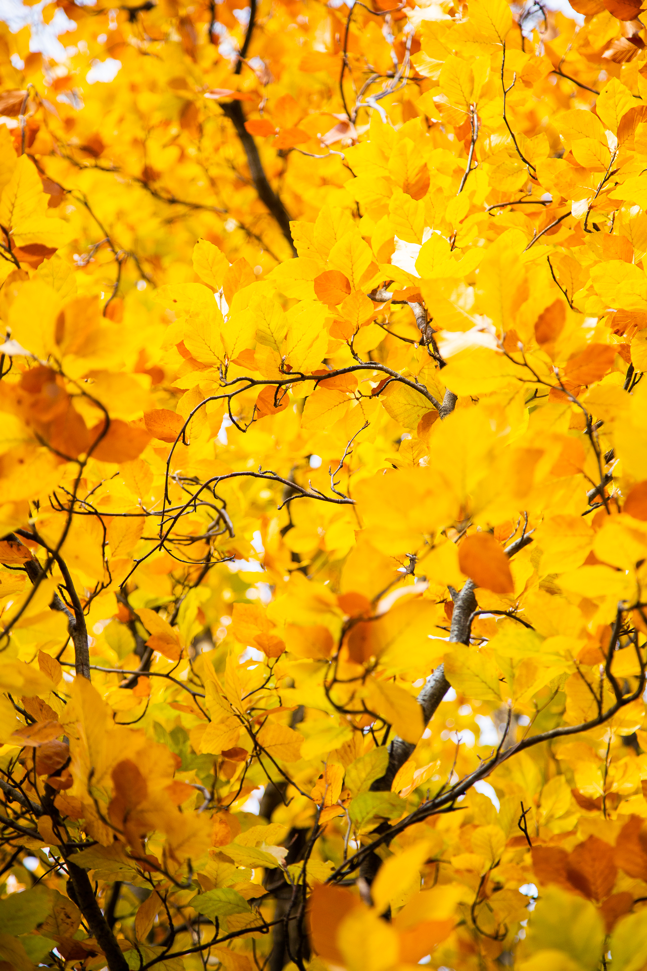 autumnal yellow leaves in St James Park